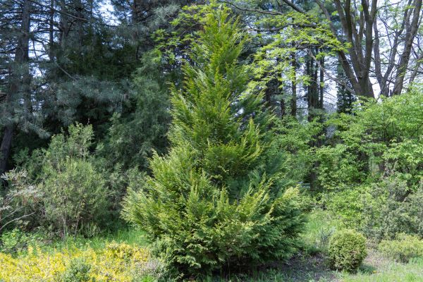 Juniper Pruning in Sandpoint