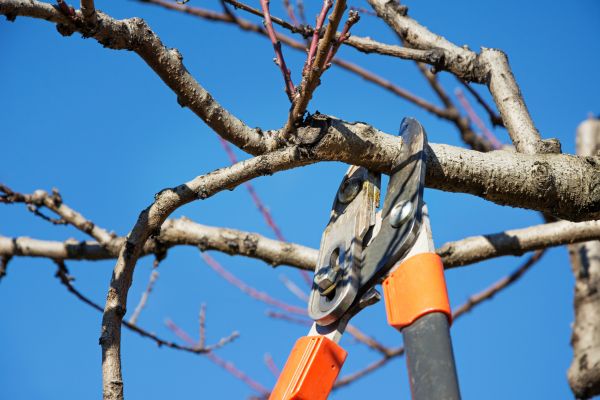 Pruning Service in Sandpoint