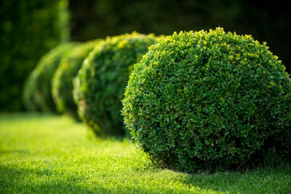 Shrub Cutting in Sandpoint
