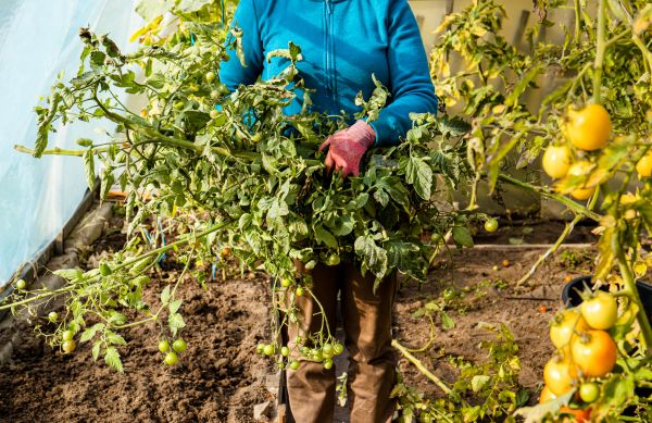 Garden Plant Removal in Sandpoint