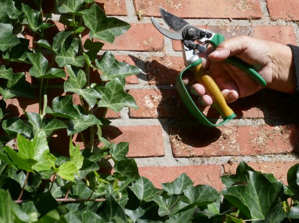 Ivy Removal Service in Sandpoint