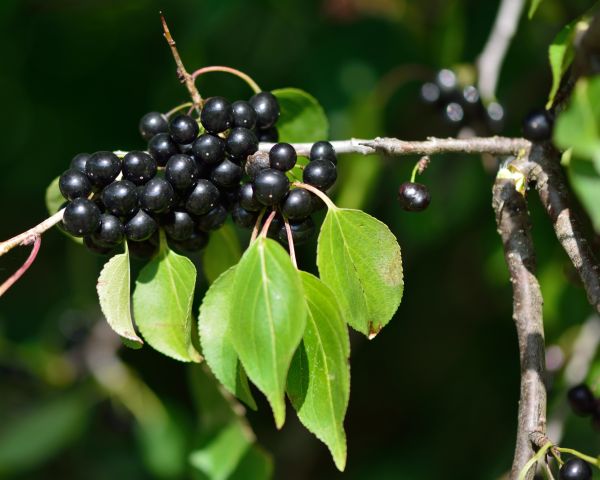 Buckthorn Removal in Sandpoint