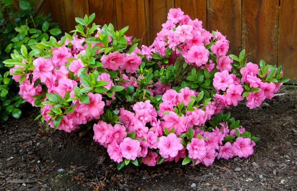 Azaleas Removal in Sandpoint