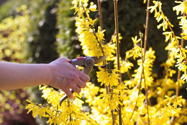 Forsythia Pruning in Sandpoint
