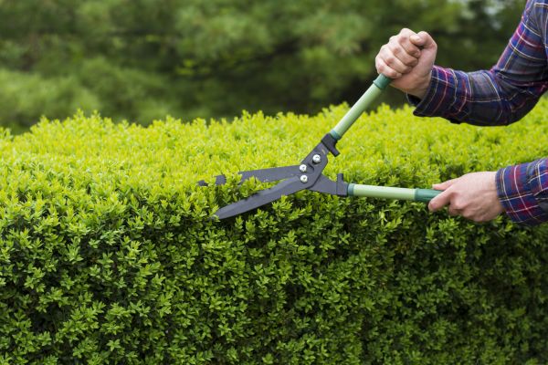 Evergreen Shrub Pruning in Sandpoint