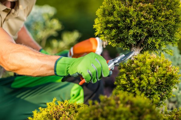 Landscape Pruning Service in Sandpoint