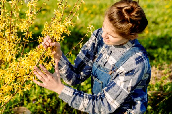 Forsythia Trimming in Sandpoint
