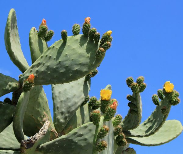 Cactus Removal in Sandpoint