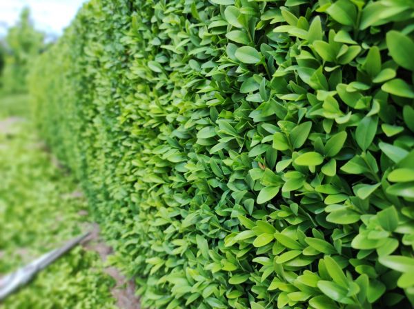 Cost of Boxwood Pruning in Sandpoint