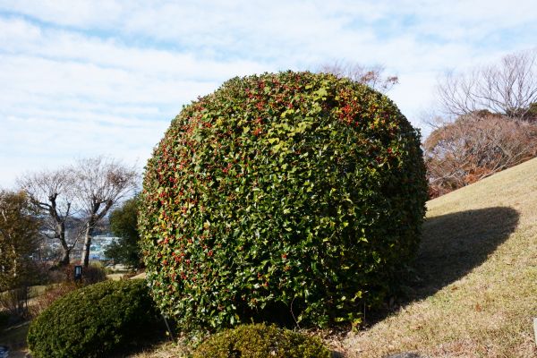 Holly Shrub Pruning in Sandpoint