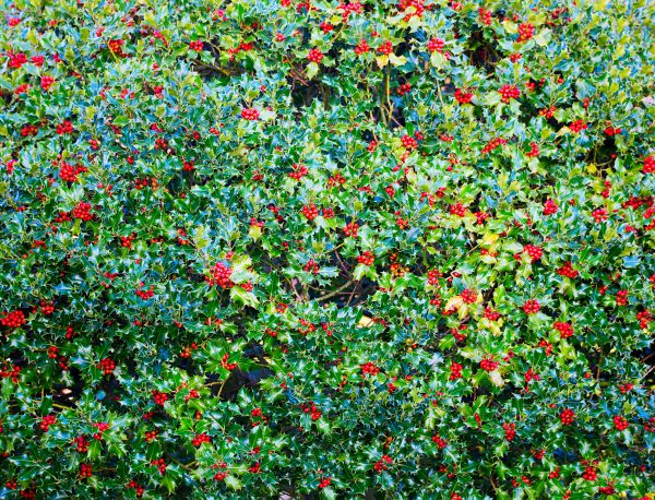Holly Bush Removal in Sandpoint