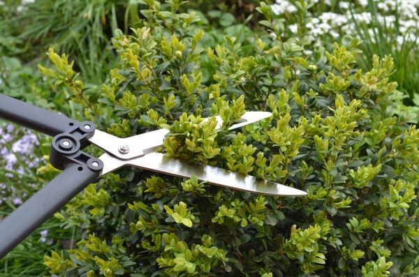Cost of Boxwood Trimming in Sandpoint