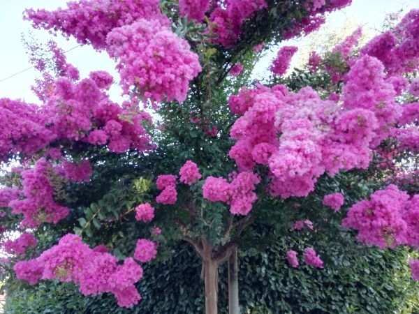 Crape Myrtle Pruning in Sandpoint