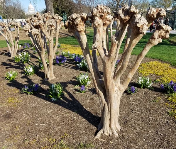 Myrtle Tree Removal in Sandpoint