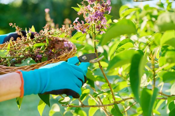 Lilac Trimming Service in Sandpoint