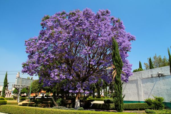 Jacaranda Pruning in Sandpoint
