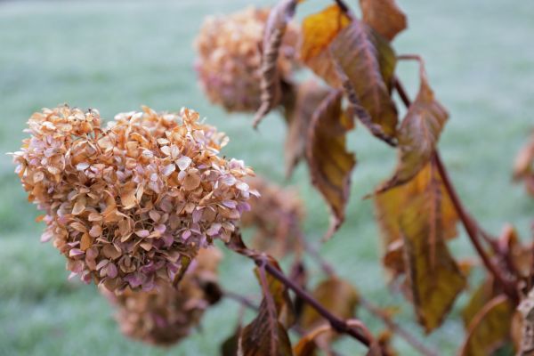 Hydrangea Removal in Sandpoint