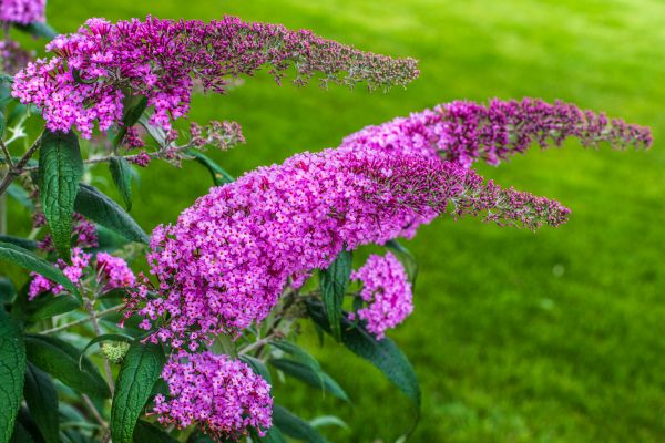 Butterfly Bush Removal in Sandpoint