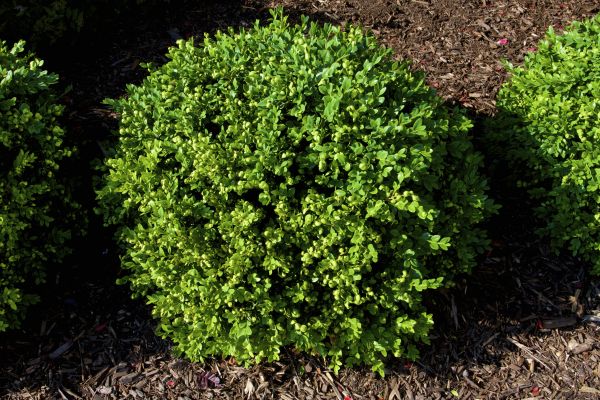 Boxwood Removal in Sandpoint