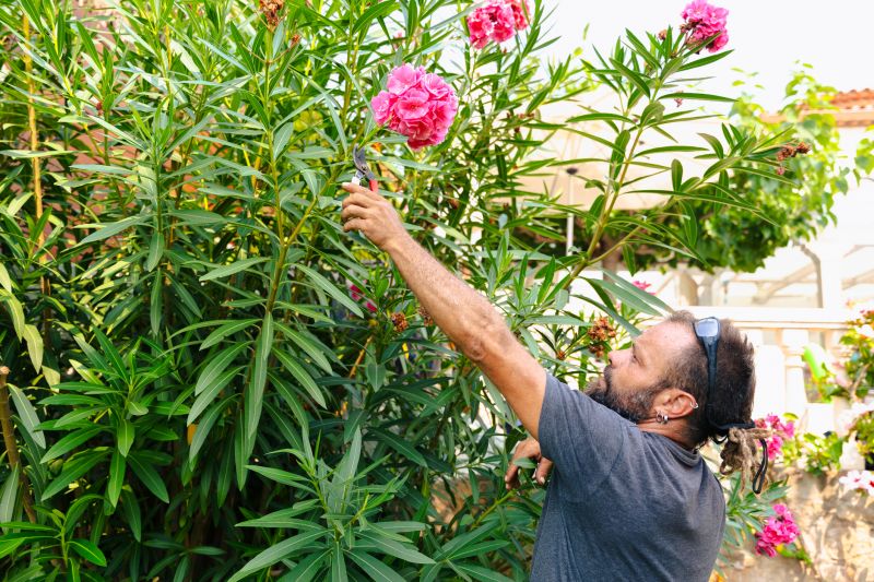 Trimming Shrubs in Snow